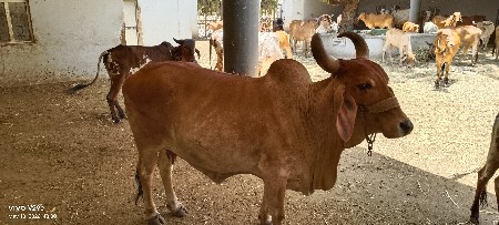 gayu nu khatar veshvanu se