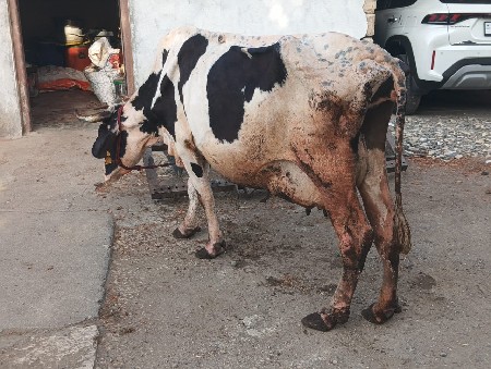 ગાય વેસવાની છે વેતર 4