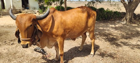 ગાય વેચવાની છે
