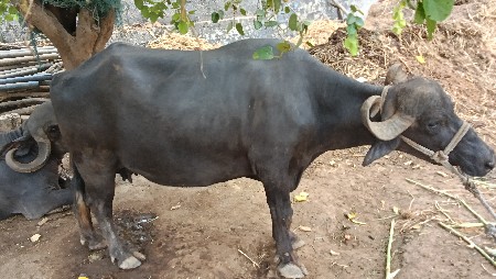 ભેંસ વેચવાની છે ચોથો વેતર