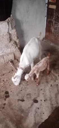 બકરી વેચવાની છે પતિરી