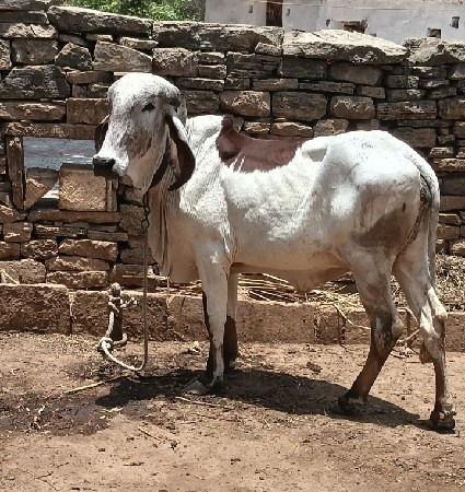 ગીર વાછડી  લીલડી