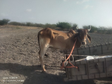 2 બળદ 1 ગોઢલા ને વેચવા ના સે