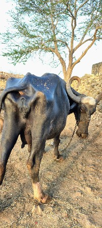 20-25 દિવસ ની કાચી