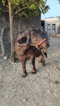 ભેંસ વેચવાની છે