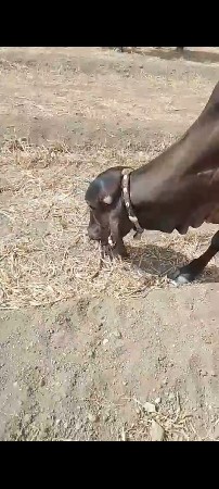 કાળી વાસળી વેચવાની છે