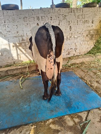 ગાય વેચવાની છે