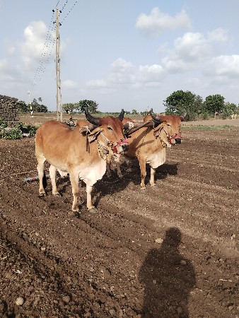 લાકડા વેચવાના