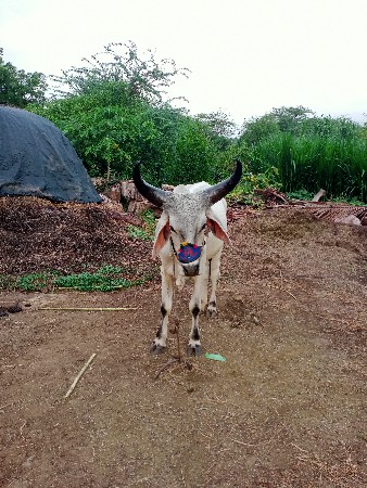 ડાલા ફોરામા હાલે છે