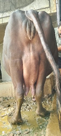 ભેંશ વેસવા ની છે