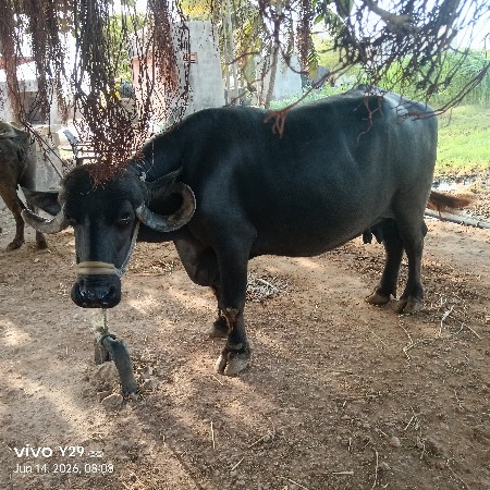 આ ભેંસ વેચવાની છે