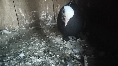 🕊️🕊️🕊️🕊️🕊️🕊️🕊️🕊️🕊️🕊️🕊️