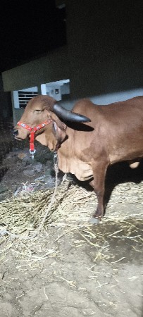 ગીર ગાય 2 વેતર