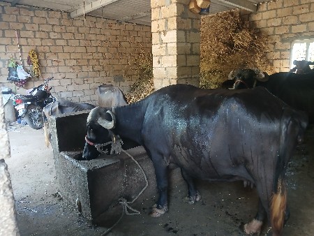 ભેંસ વેચવાની છે