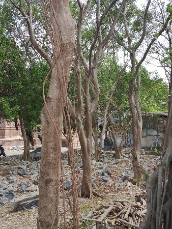 કોઈ મારા ભાઈને બાવળા નો ભીડવે અથવા