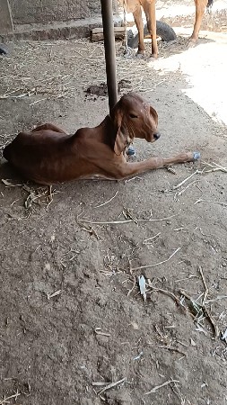 ગાય ના સાટાકરવા ના