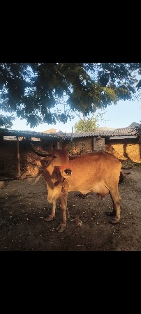 ગાય વેચવાની છે