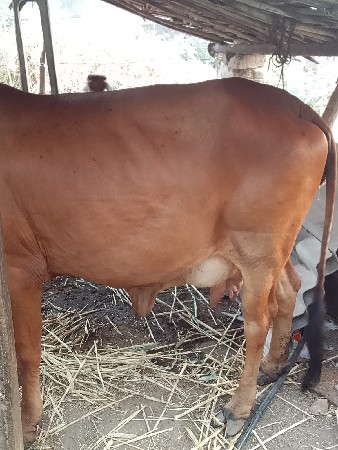 ગાય