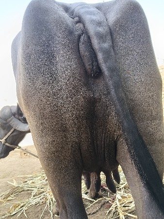 જયરાજભાઇ માંકડ 6352237745