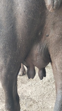 ભેંસ વેચવાની છે