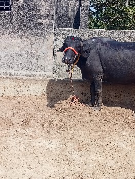 ખડેલી વેચવાની છે