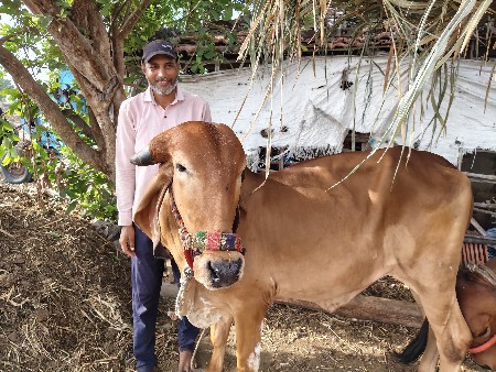 ગાય વેચવાની છે