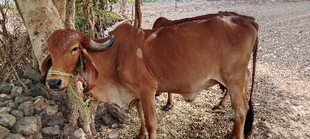 પેલું વેતર.   છે