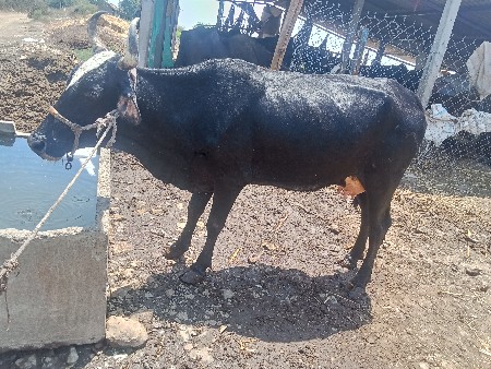 ગાયવેશવાનીછે
