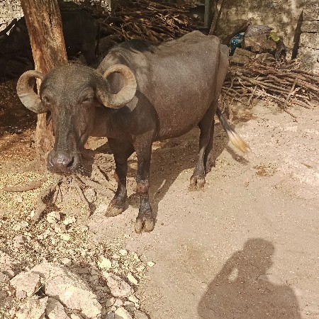 ખડેલી વેસવાની છે