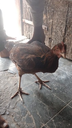 murgi vechvani chhe