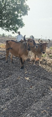 badDh ni jodi vechva ni che