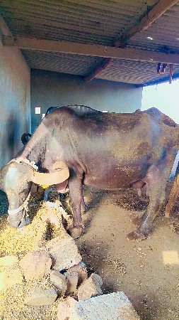 આ ભેંશ વેચવાની છે.