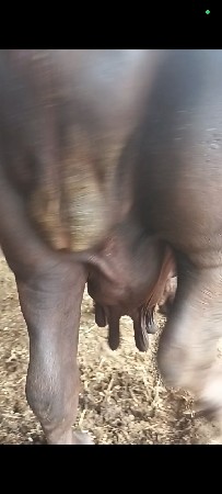 ભેંસ વેચવાની છે