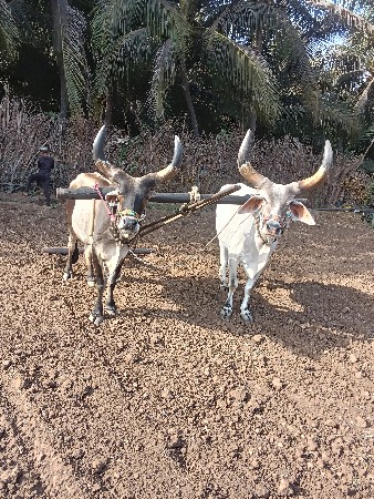 આદમ.    ભાઈ.    ભાટા