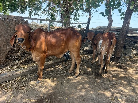 ગીર હોડકિયું બે