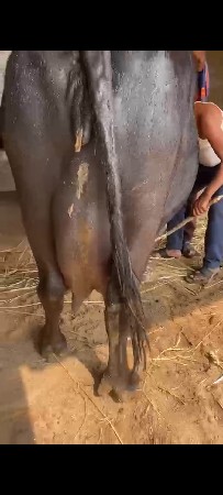 ૧૦ દીવસ ની કાચી