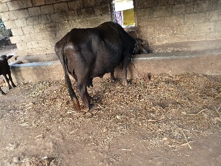 ભેંસ વેચવાની છે ભેંસ વેચવાની છે