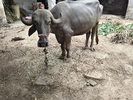 3 વરષ ની પાડી