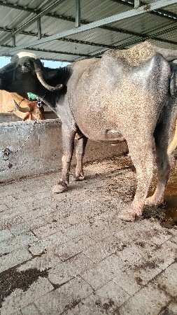 3 વૅતર વયાસૅ