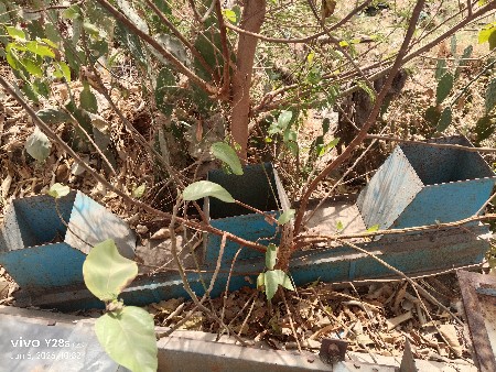 ખારીયા નાની ટોલીના