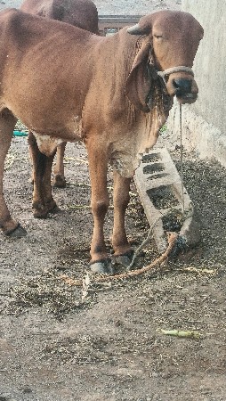 gir vasdi 2 vars ni ful javb dar