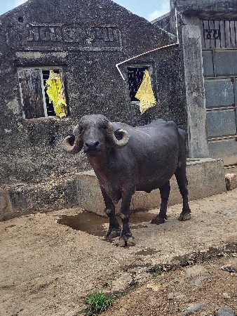 ટોપલ ફેસ વેસવા ની છે