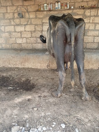 ભૈસ વેસવાનીસે