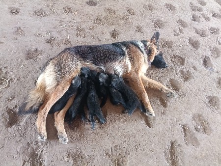 આ ગલૂડિયા દેવા ના સે