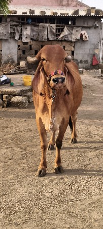 ગાય વેચવાની છે