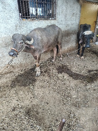 ખડેલી