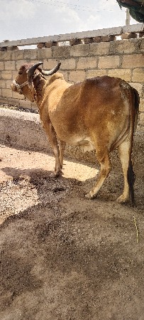 ગાય