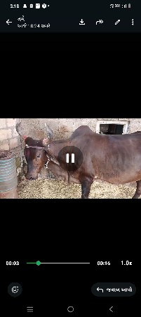 ગાયછૅબૅ