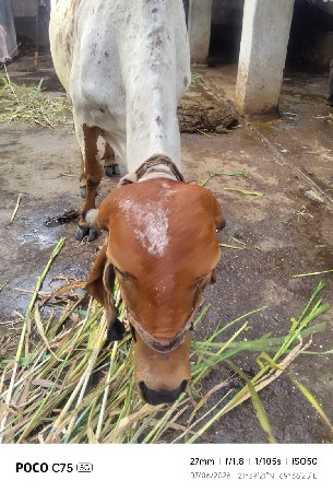 ગાય