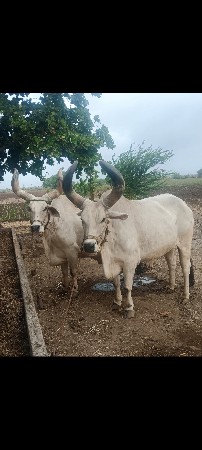 બળદ વેચવાનાછે